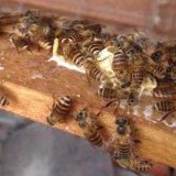 Baldaki balmumu ile naftalin, parafin ve diğer kalıntılar