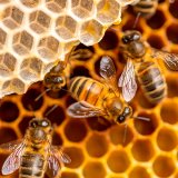 Organik bal pahalı mıdır?