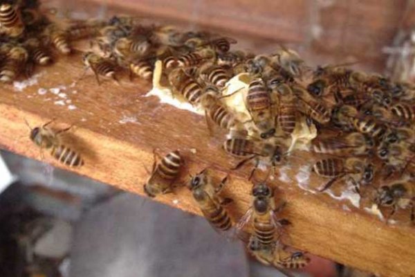 Baldaki balmumu ile naftalin, parafin ve diğer kalıntılar